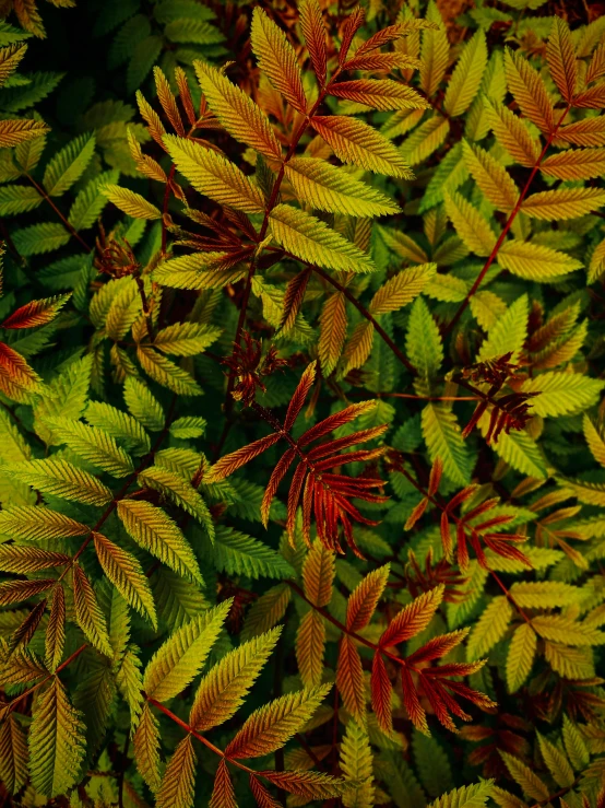 close up of many leaves on a tree