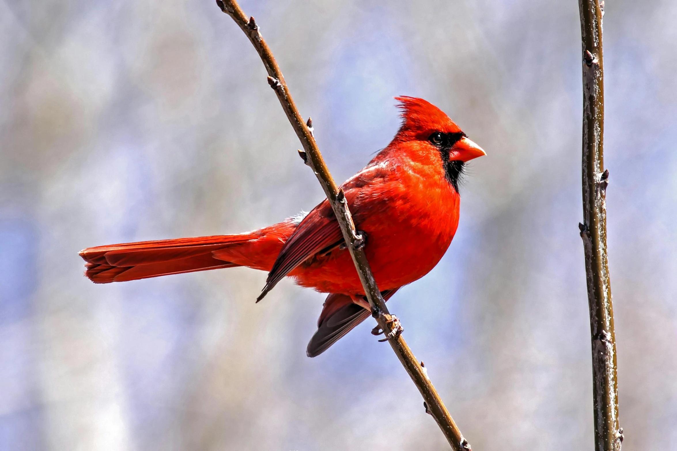 a bright red bird with an alert look on its face sitting on a twig