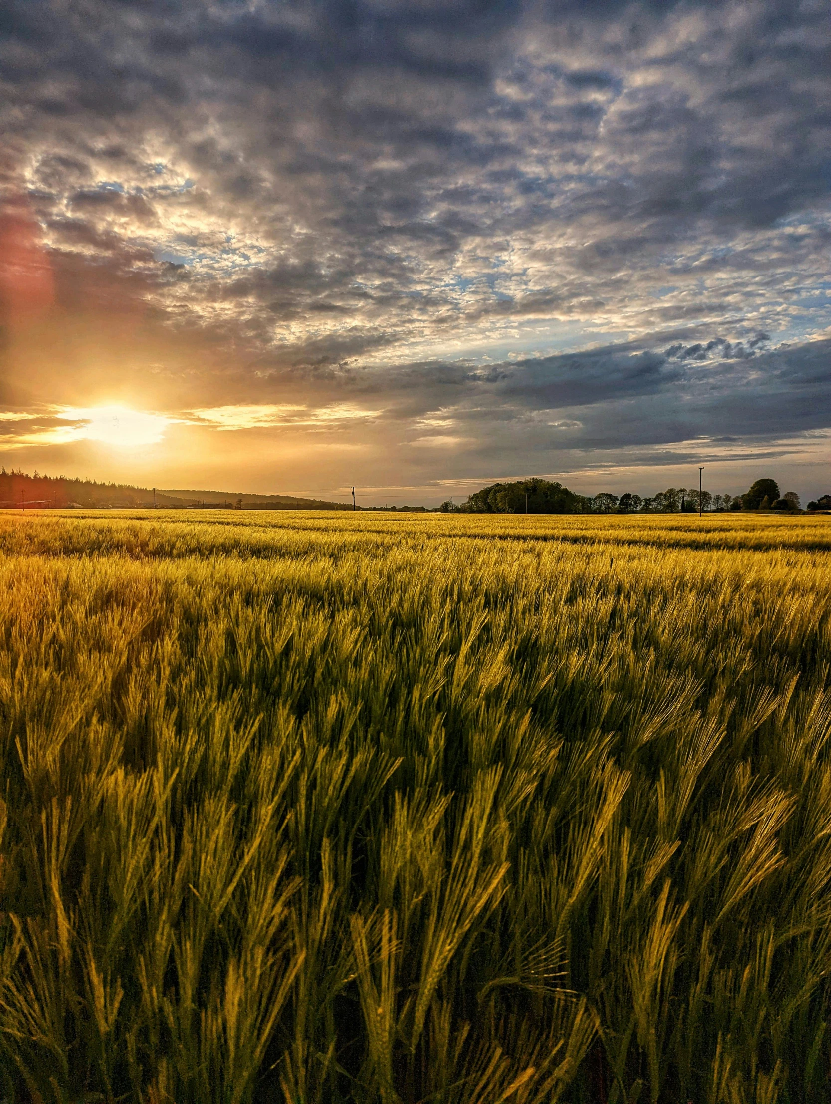 the sun is setting over a lush green field