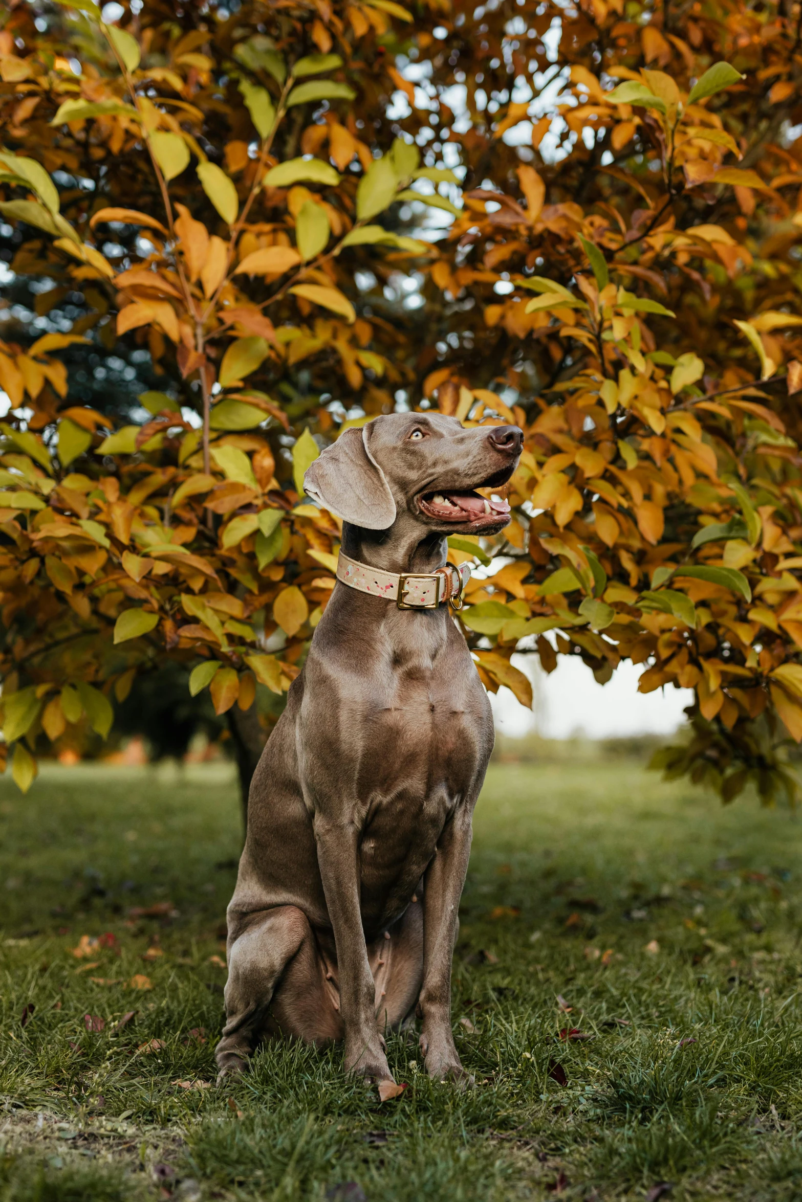 the dog has a collar that matches his spotty stance