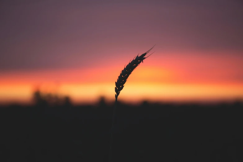 sunset in the distance with a plant looking toward the viewer