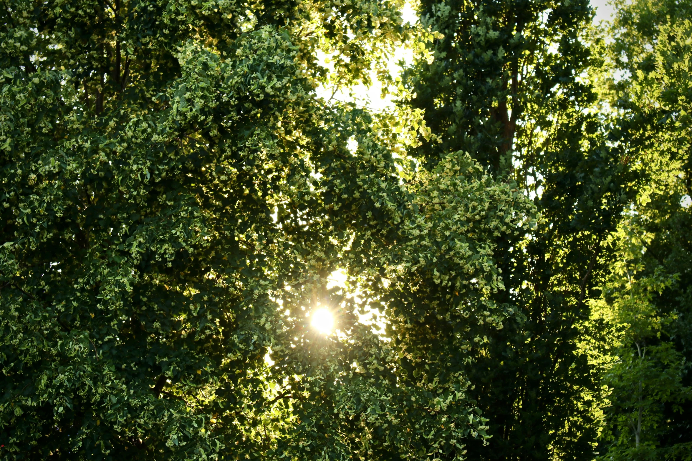 the sun peeking through a green forest full of leaves