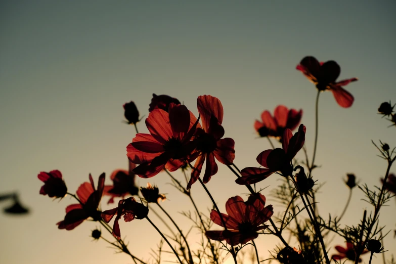 red flowers are in silhouette against a blue sky