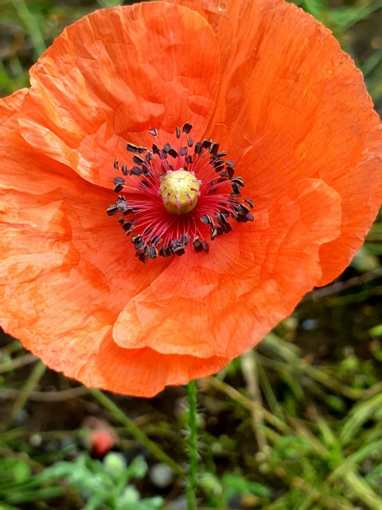 there is an orange poppy flower with a few seeds