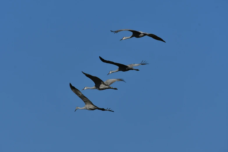 some birds are flying through the blue sky