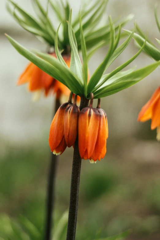 some bright orange flowers growing outside in the grass