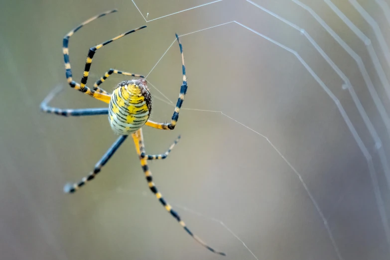 there is a blue and yellow spider sitting on a web