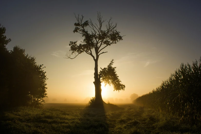 a single tree is silhouetted against the sun