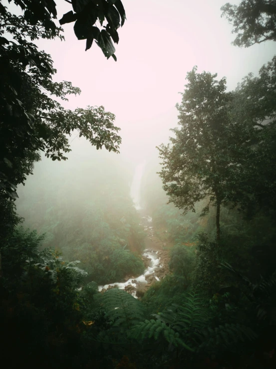 trees, bushes, and a creek covered in thick fog