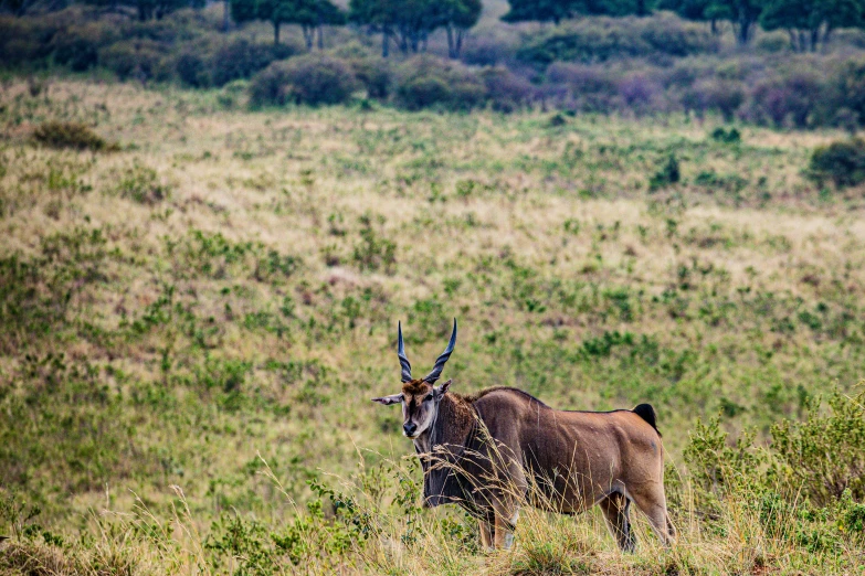 a buck with antlers stands in the grassy plain