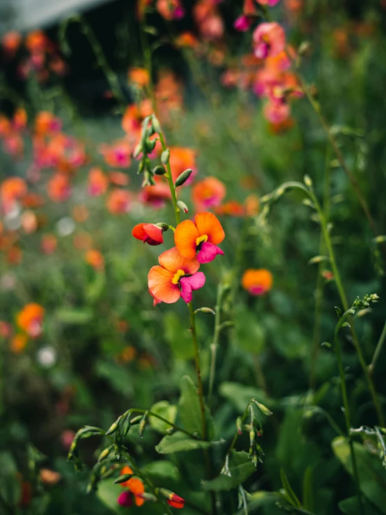 flowers are blooming in a garden with grass and other plants