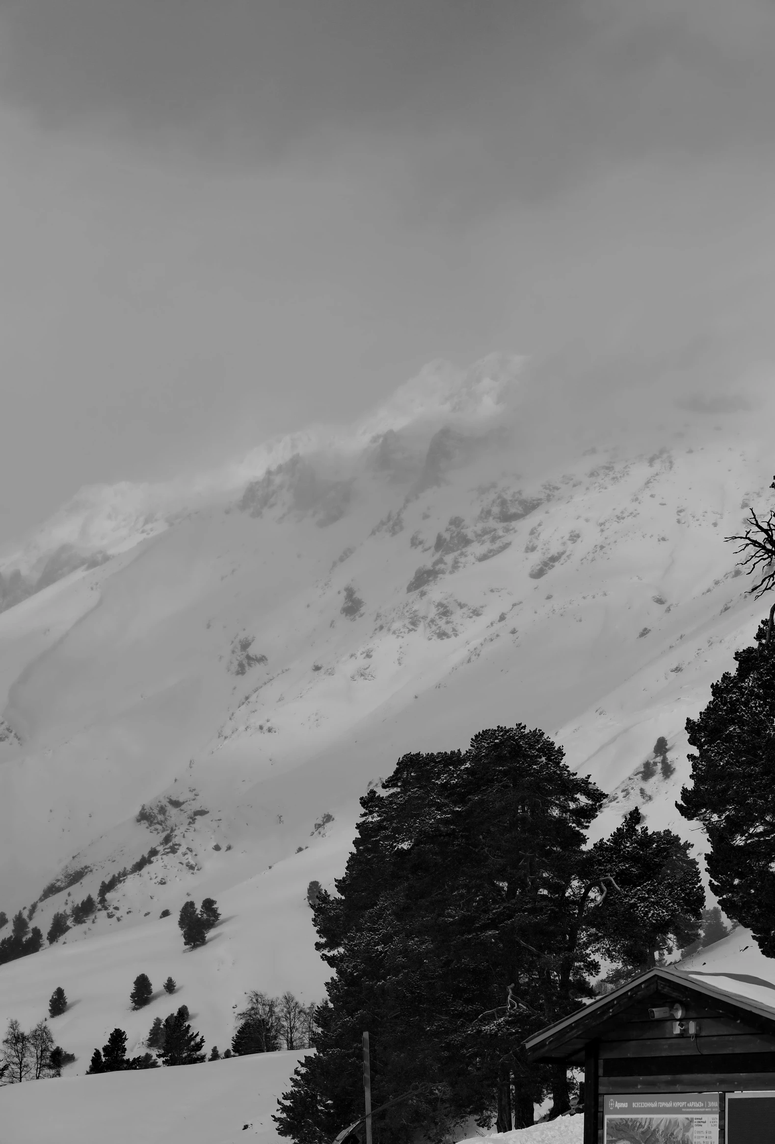 a tree covered mountain with snow in the foreground