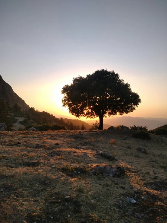 lone tree stands in a desert valley at sunset