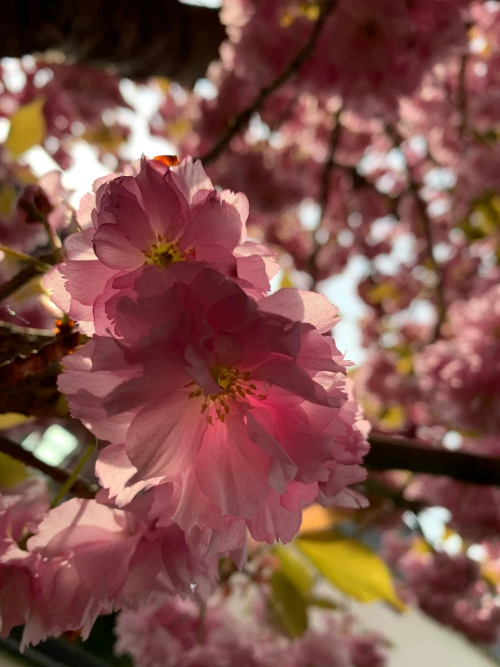 a nch with pink flowers growing on it