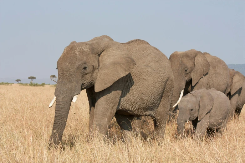 a herd of elephants walking across a dry grass covered field