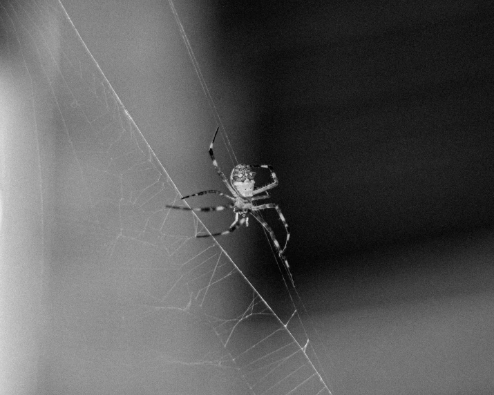 a spider that is standing in the center of its web