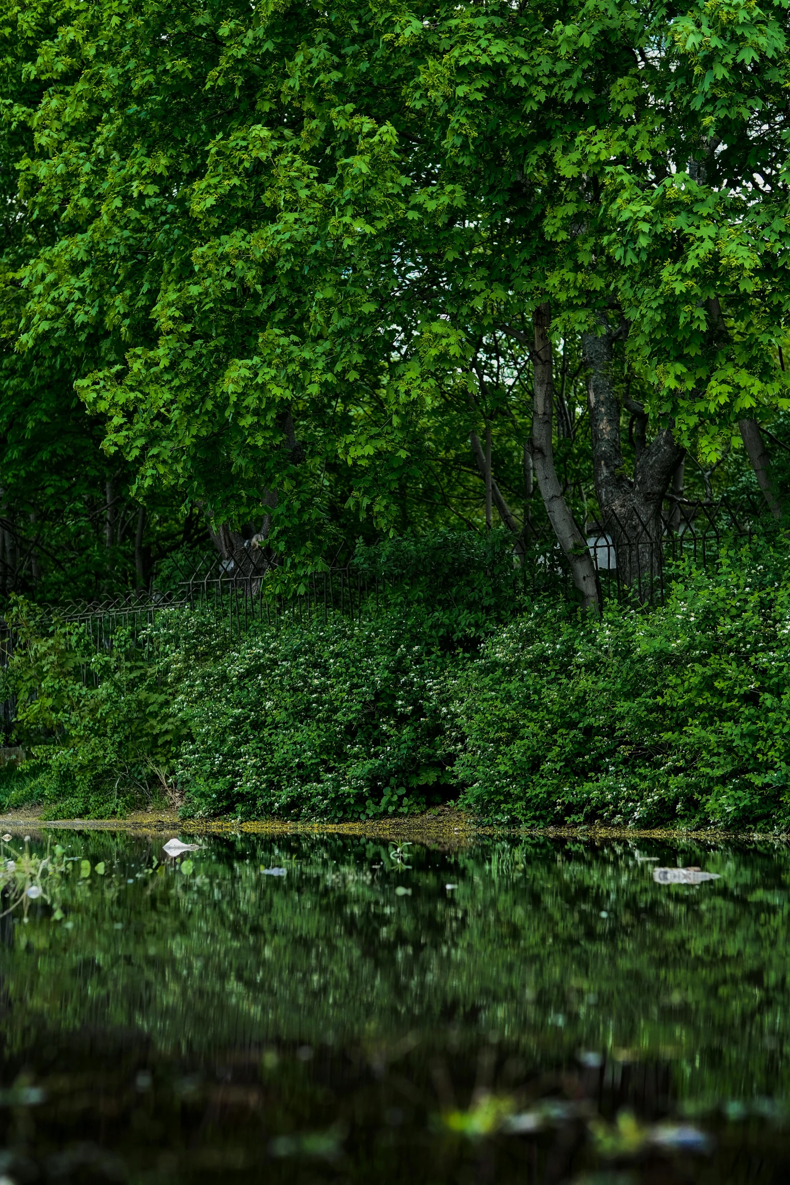 a forest filled with lots of trees next to water