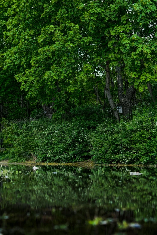 a forest filled with lots of trees next to water