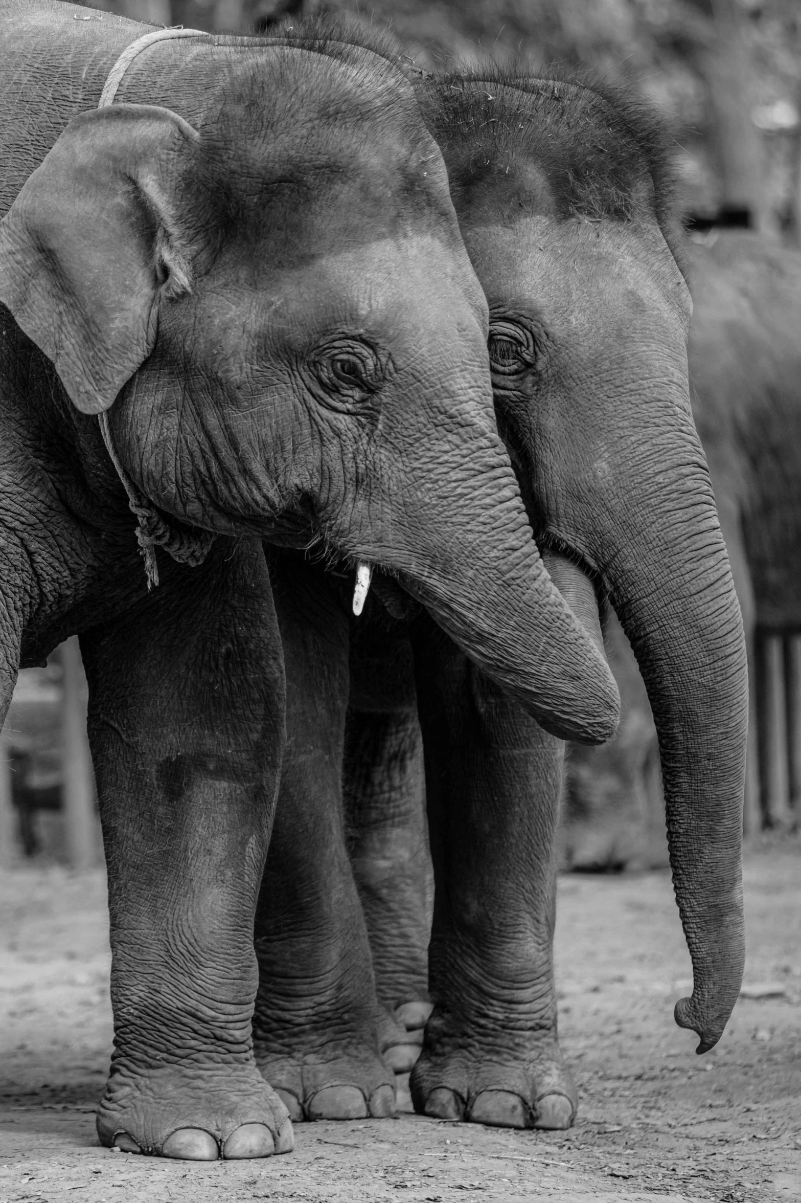 two elephants standing in a dirt area next to each other