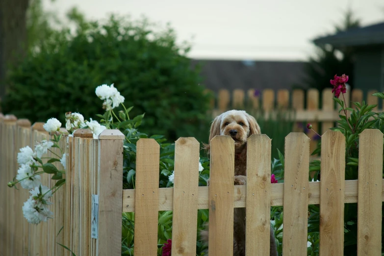 a dog standing on top of a fence next to flowers