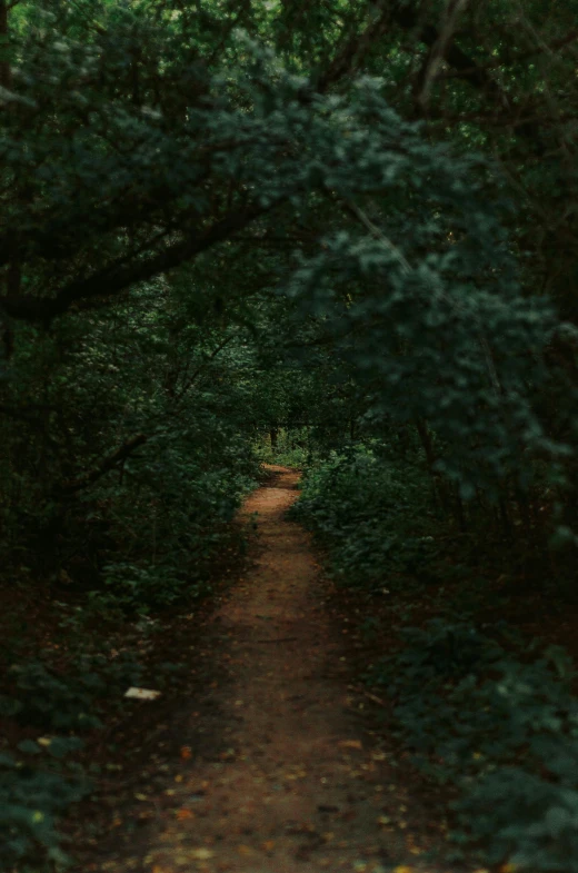 a path in the forest is surrounded by trees