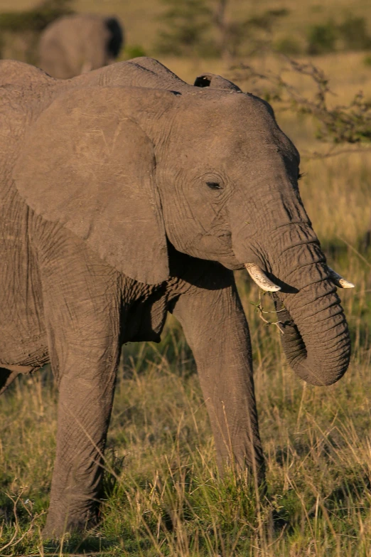 an elephant in a field with long grass