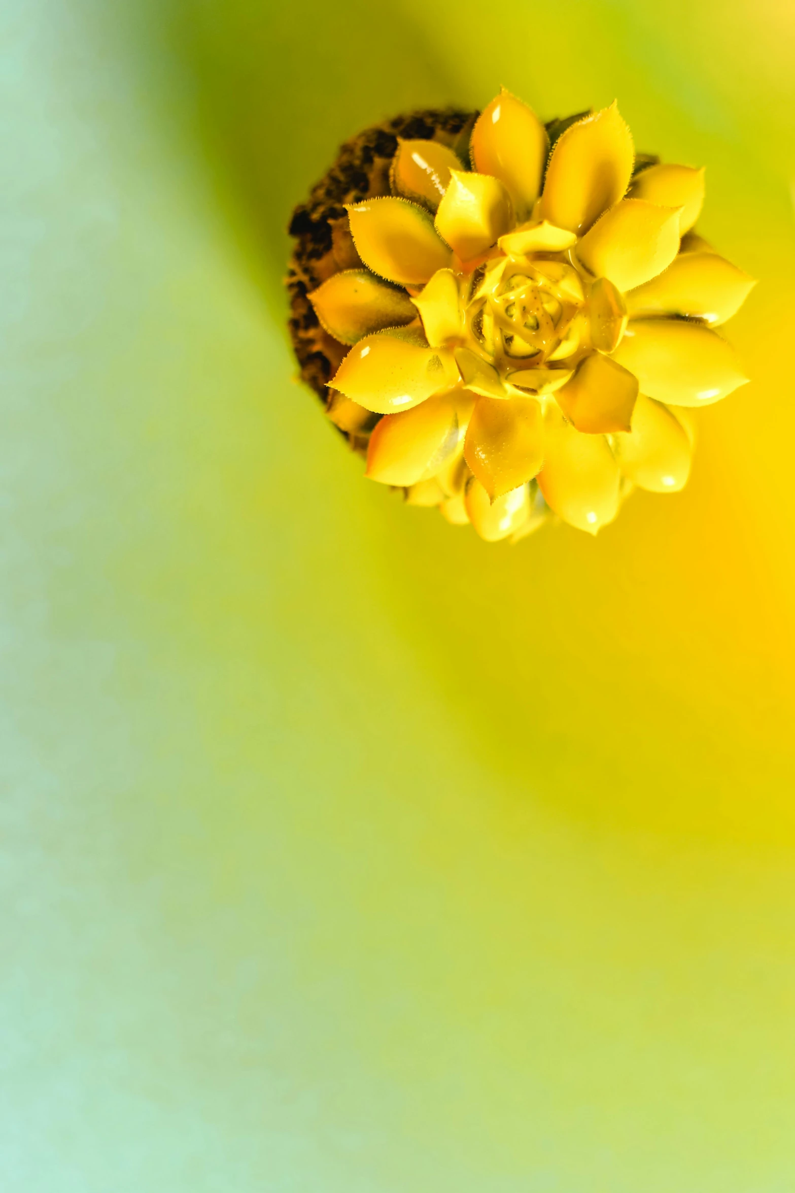 the center of an open yellow flower on a green background