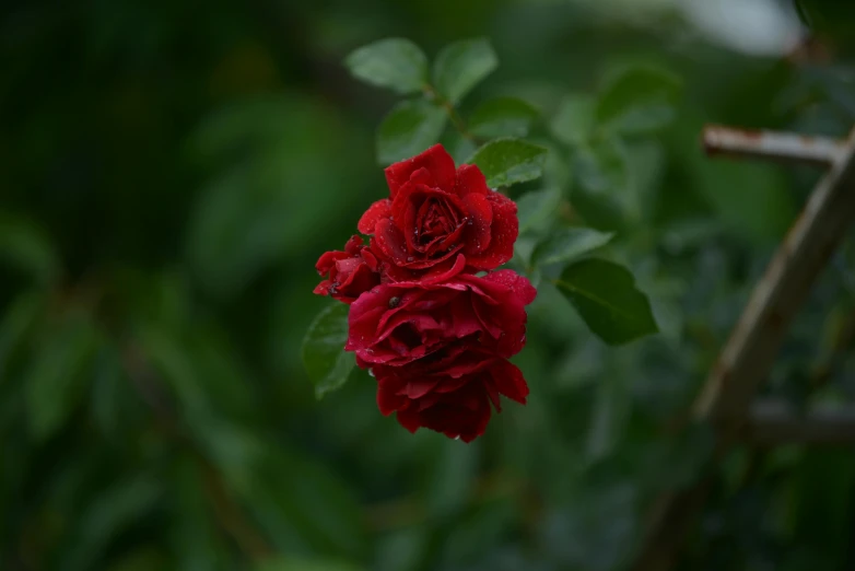 a red rose sitting in the middle of some leaves