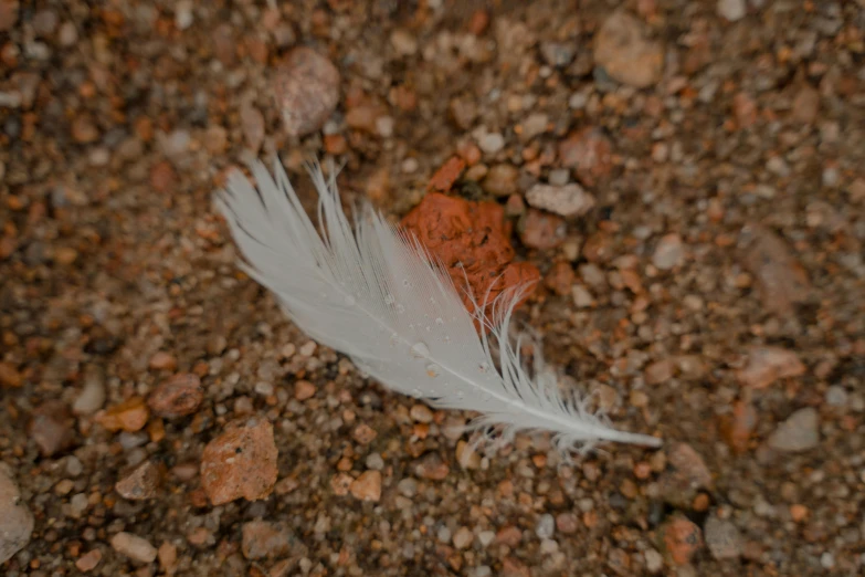 a white feather on a brown rock