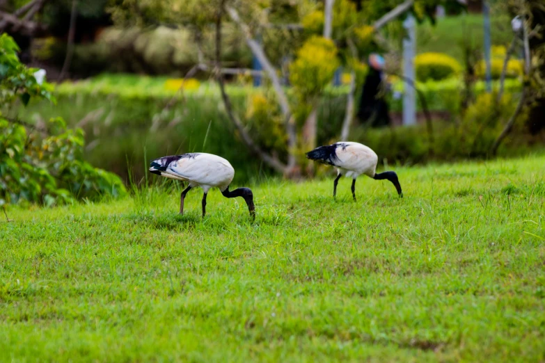 two white and black birds are walking on the grass