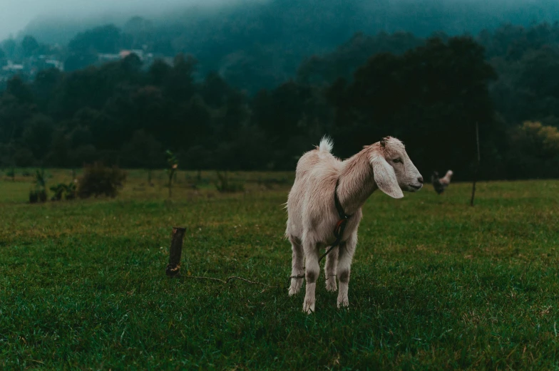 the white faced sheep looks back and stands still on green grass