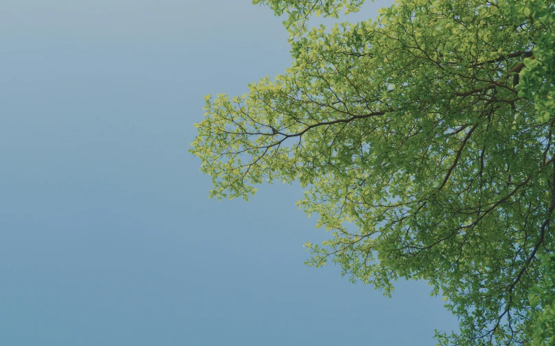 a bird flying over a leaf filled tree