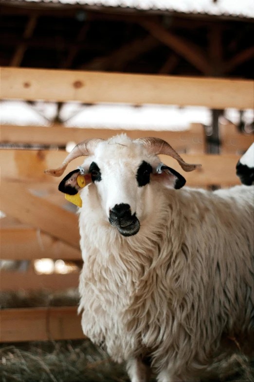 an adult sheep standing near a bench in a barn