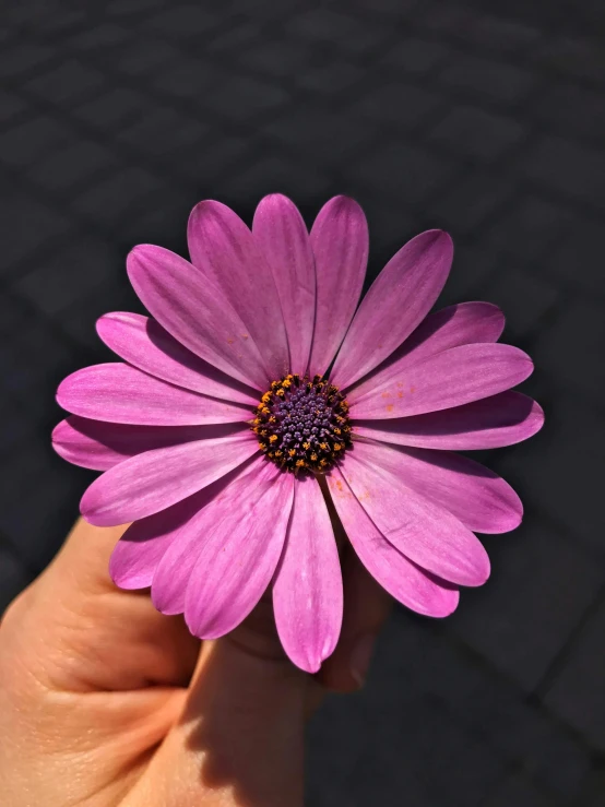 a hand holds a pink daisy on a sunny day
