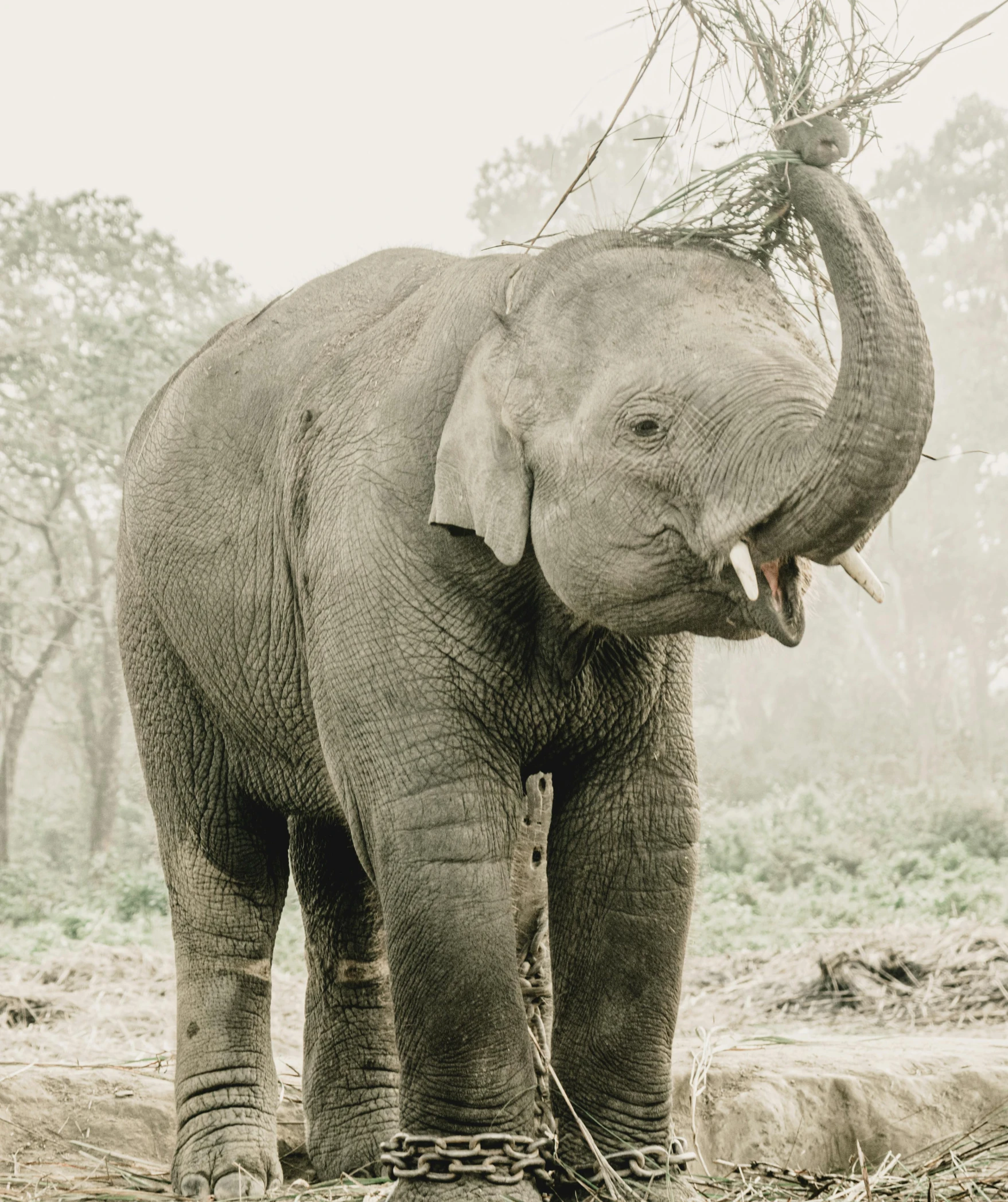 an elephant is shown with its trunk in its mouth