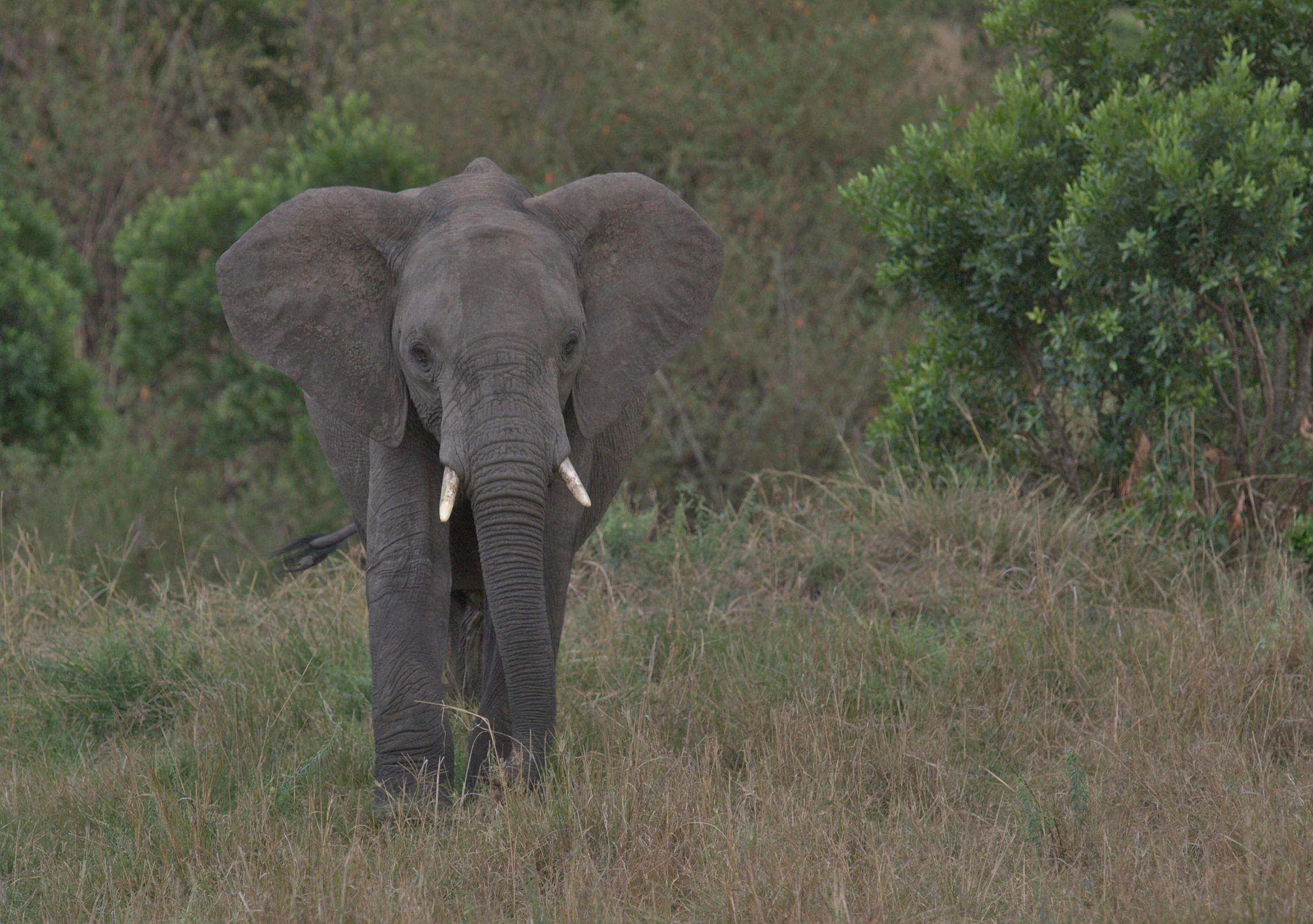 an elephant walks through tall grass and brush