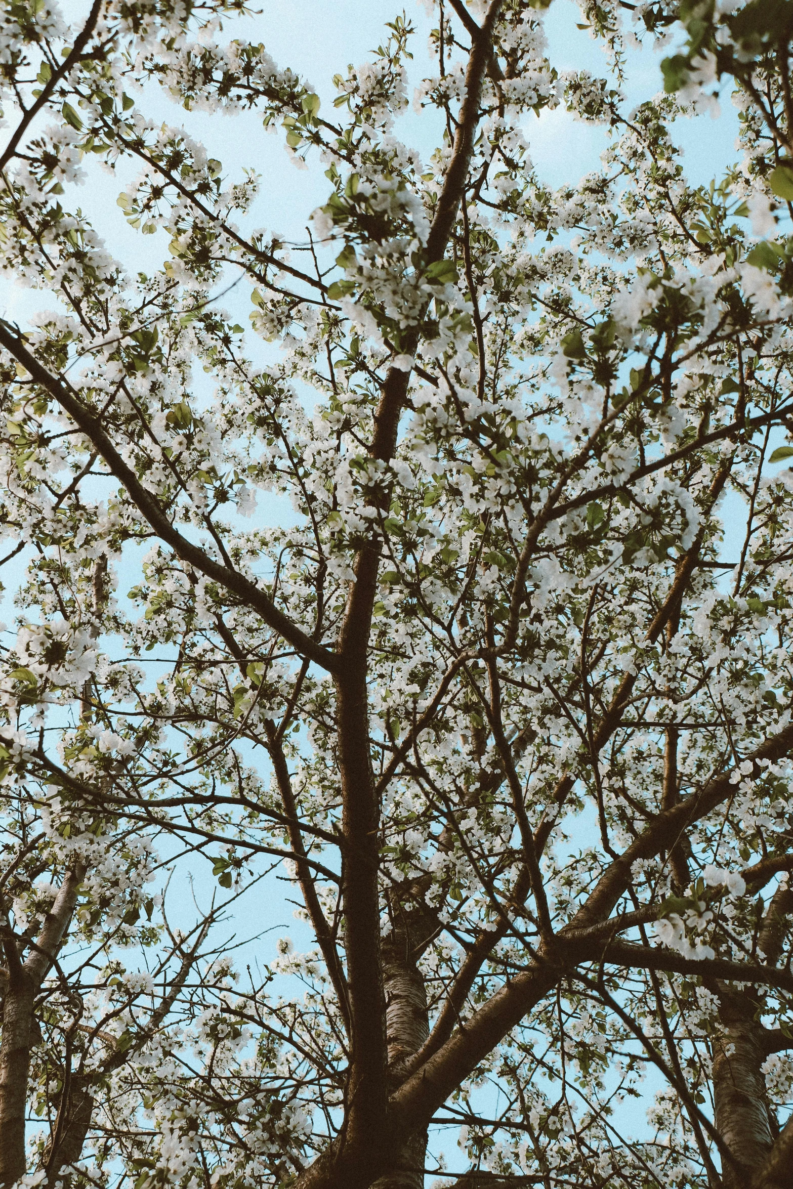 a tree with white flowers in the middle of a forest