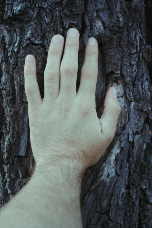 a hand is touching a tree trunk