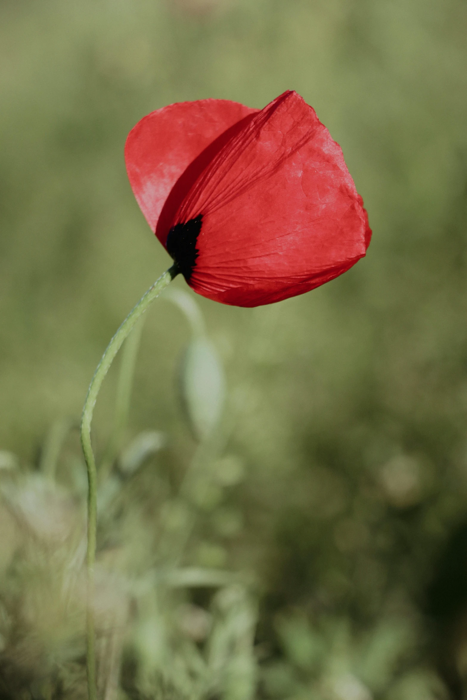 an image of a red poppy flower