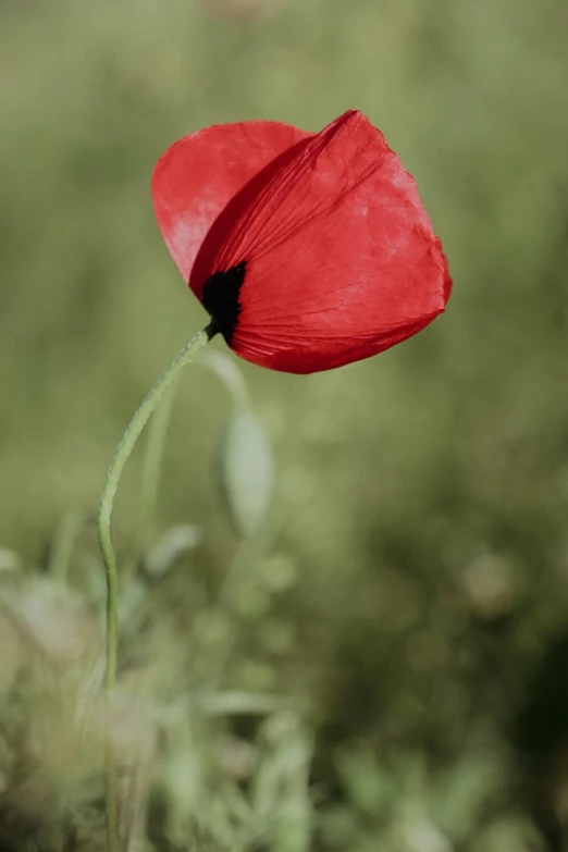 an image of a red poppy flower