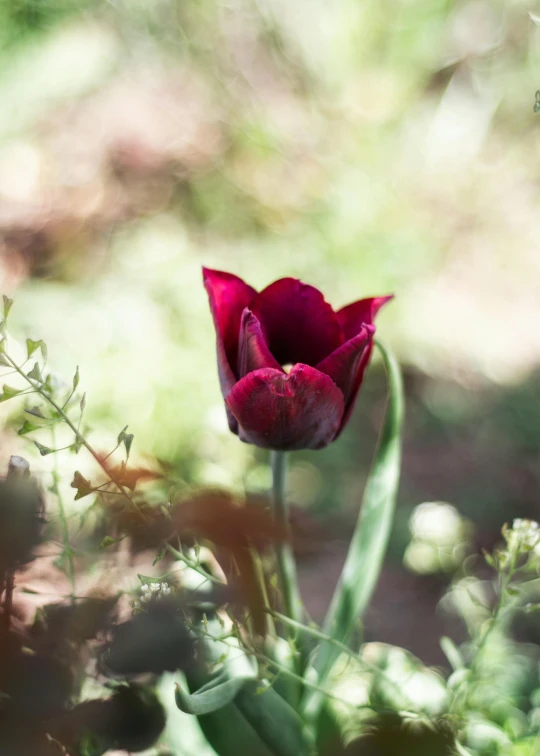 a single red flower in the sunlight