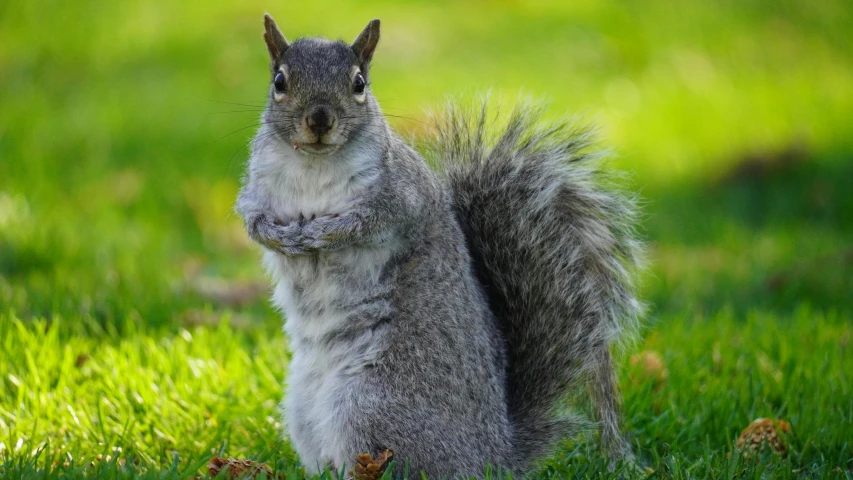 a squirrel is posing for the camera and is very close to the camera