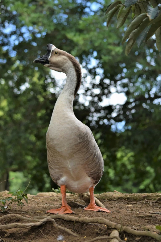 the goose is standing on top of the soil