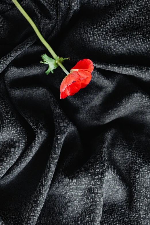 a single flower on a black cloth