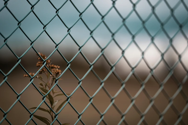 a tiny flower grows through the metal fence