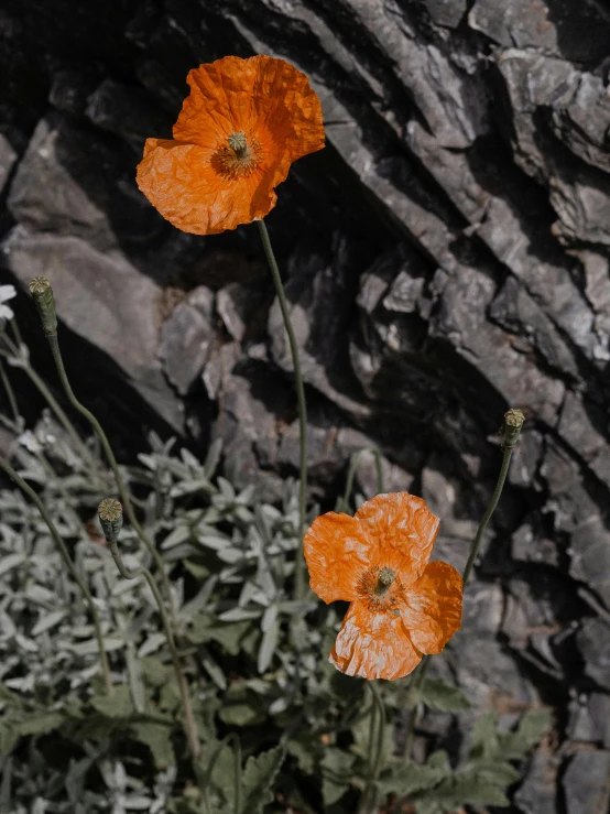 three orange flowers growing in front of a stone wall