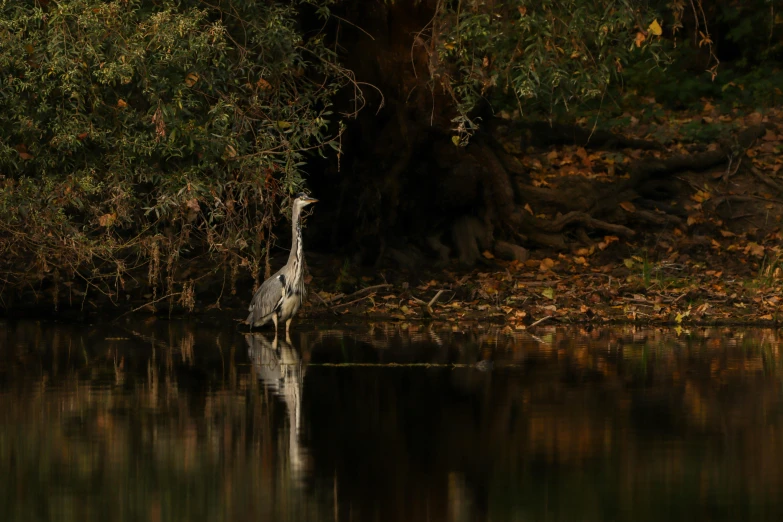 a white bird standing next to a body of water