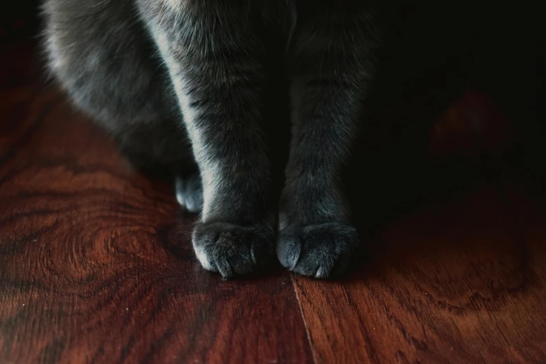 a close up image of a cat's paw on a wooden floor