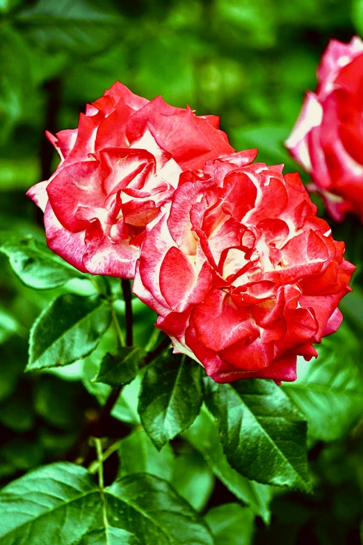 two roses that are in front of a window