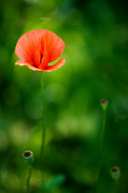 a bright orange flower in a green grass field